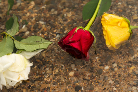 Three yellow, white and red flowers floating in the water on the beach between the rocks. Cloudy day. romantic sceneの写真素材