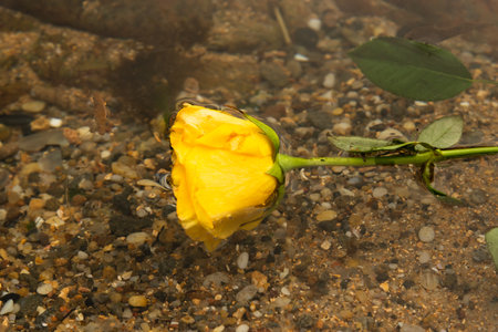 Yellow flower in the beach water. Cloudy day. romantic sceneの写真素材