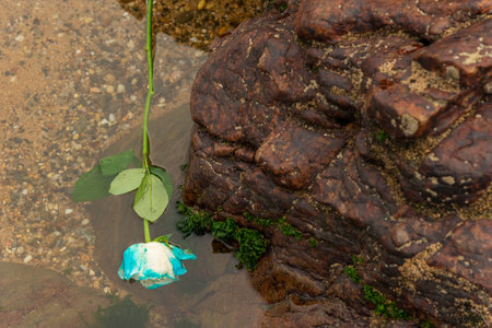 A blue and white flower floating in the water on the beach. Romanticismの写真素材