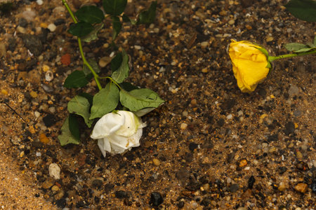 A yellow and a white flower in the water on the beach. Cloudy day. romantic sceneの写真素材