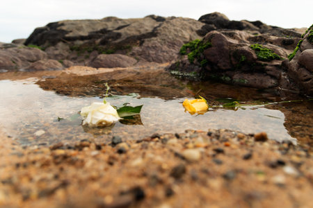 Two flowers of yellow and white color in the beach water between the rocks. Cloudy day. romantic sceneの写真素材