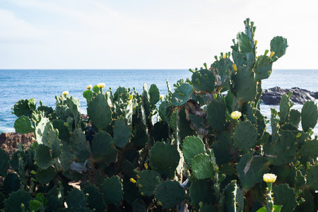 Prickly pear cactus against sea rocks and blue sky. Preserved nature.の写真素材