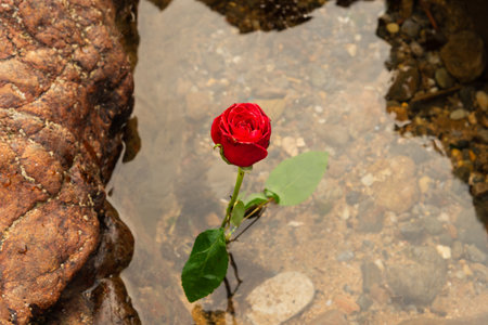 A red rose in the beach water. Romantic scene. cloudy day.の写真素材