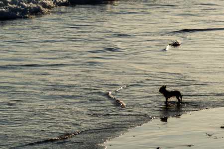 A small dog, in silhouette, watches its owner from the beach. Faithful animalの写真素材