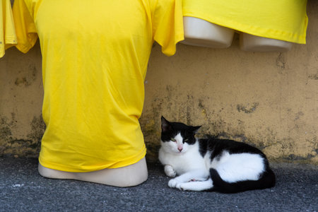 Salvador, Bahia, Brazil - July 06, 2019: A black and white cat sitting next to a yellow shirt on the street. Street animal.の写真素材