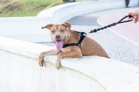 Brown pitbull dog looking at the sea. Domestic and calm animalの写真素材
