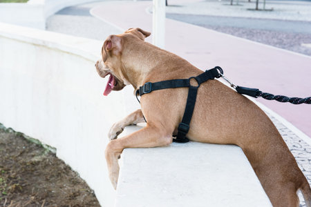 Brown pitbull dog looking at the sea. Domestic and calm animalの写真素材