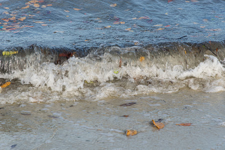 Small waves at the seaside of a beach making splashes and bringing brown leaves. Itapema Beach, Brazil.の写真素材