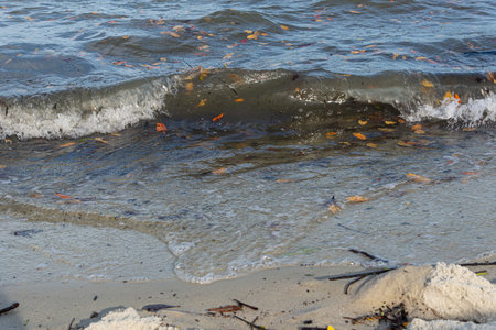 Seaside of a beach with small waves making splashes and bringing brown leaves. Itapema Beach, Brazil.の写真素材