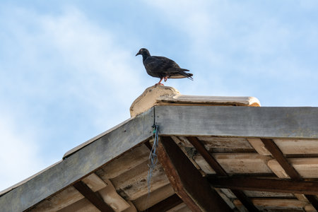 A black pigeon on the roof of a house. Wildlife.の写真素材