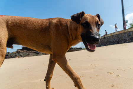 A brown dog walking on the sand of a beach during the day. Street pet.の写真素材