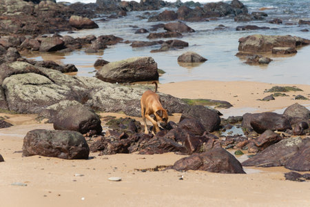 A brown dog walking on the sand of a beach among the dark rocks. Street pet.の写真素材