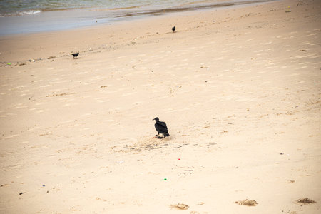 A black vulture feeding on the sand of a beach during the day. wild animal.の写真素材