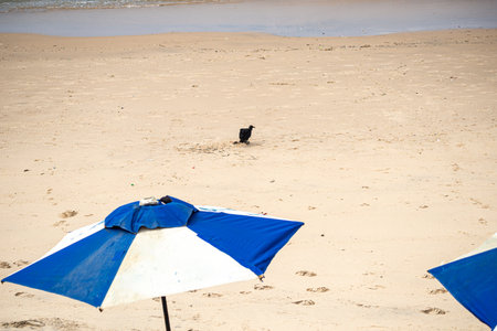 A black vulture feeding on the sand of a beach during the day. wild animal.の写真素材
