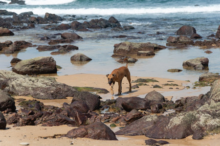 A brown dog walking on the sand of a beach among the dark rocks. Street pet.の写真素材