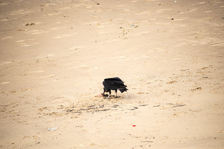 A black vulture on the sand of a beach during the day.の写真素材