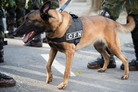 Salvador, Bahia, Brazil - September 07, 2024: Army soldiers are seen with dogs during the celebration of Brazilian Independence Day. City of Salvador, Bahia.のeditorial素材