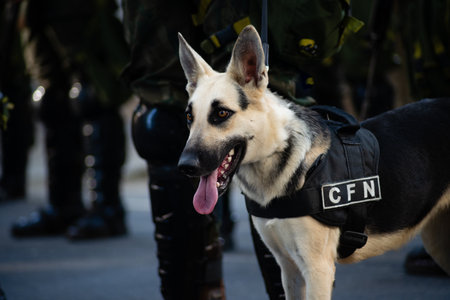 Salvador, Bahia, Brazil - September 07, 2024: Army soldier dogs are seen during the celebration of Brazilian Independence Day. City of Salvador, Bahia.のeditorial素材