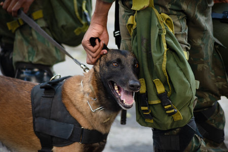Salvador, Bahia, Brazil - September 07, 2024: Army soldiers are seen with dogs during the celebration of Brazilian Independence Day. City of Salvador, Bahia.のeditorial素材