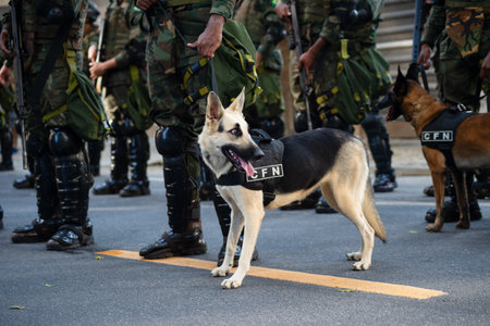 Salvador, Bahia, Brazil - September 07, 2024: Army soldier dogs are seen during the celebration of Brazilian Independence Day. City of Salvador, Bahia.のeditorial素材