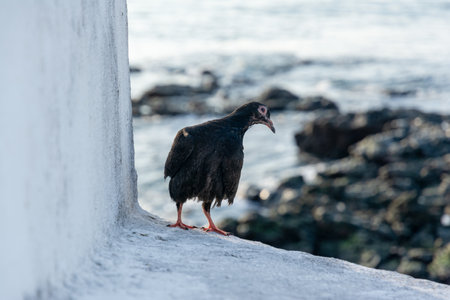 A black pigeon on top of a concrete wall against the sea in the background.の写真素材