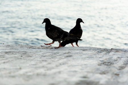 Two black pigeons on top of a concrete wall against the sea in the background. wildlifeの写真素材