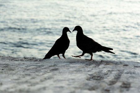 Two black pigeons on top of a concrete wall against the sea in the background. wildlifeの写真素材