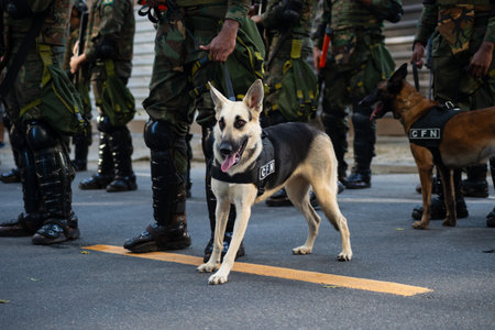Salvador, Bahia, Brazil - September 07, 2024: Army soldiers are seen with dogs during the celebration of Brazilian Independence Day. City of Salvador, Bahia.のeditorial素材