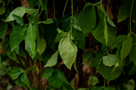 Branches of several green leaves of a plant. Preserved nature, environment. Brazilの写真素材