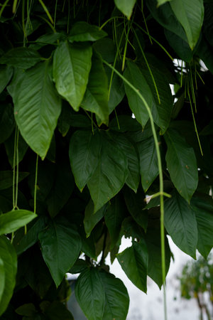 Photo of several green leaves of a plant. Preserved nature, environment. Brazilの写真素材