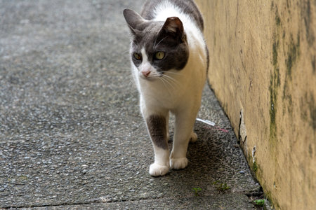 A black and white cat walking on the street. Salvador, Bahia.の写真素材