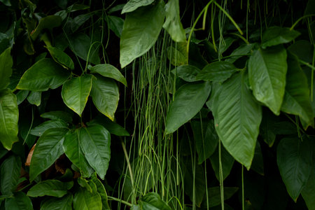 Photo of several green leaves of a plant. Preserved nature, environment. Brazilの写真素材