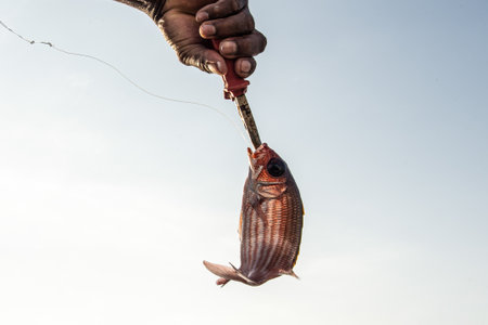 Pink fish caught by fisherman. Still life. Seafood. Salvador, Bahia.の写真素材