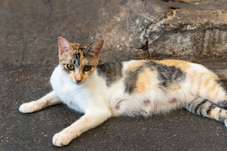 A white, yellow and brown female cat lying on the ground of a street.の写真素材