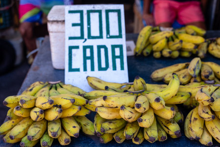 Ripe bananas for sale. Fruit of the Musacea family rich in fiber and vitamins. SÃ£o Joaquim Fair, Salvador.の写真素材