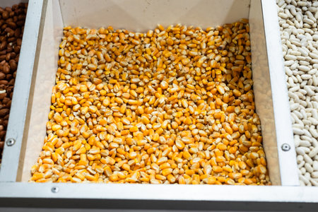 Yellow corn for sale at a stand. Cereal rich in nutrients, such as vitamins, minerals, carbohydrates, proteins and fiber. Healthy eatingの写真素材
