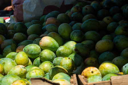 Mangoes for sale at a market. Tropical, juicy, aromatic and nutritious fruit rich in vitamins, minerals and fiber. Healthy eating conceptの写真素材