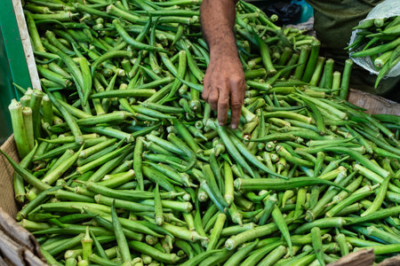 Hand of a vendor picking okra in a basket. Fruits that have seeds inside. Food with fatty acids, B vitamins, magnesium, zinc and antioxidants. SÃ£o Joaquim Fair, Salvador.の写真素材