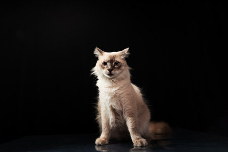 Beautiful white cat with blue eyes posing for photo. Isolated on black background. Adorable and cute. Animal healthの写真素材
