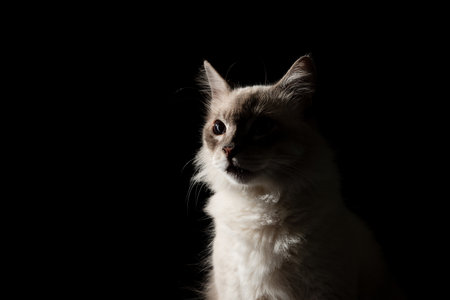 Portrait of beautiful white cat with blue eyes looking to the side. Serious pet. Isolated on black background. Cute domestic animal.の写真素材