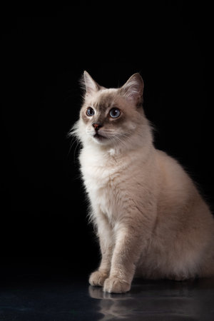 Portrait of beautiful white cat with blue eyes looking to the side. Serious pet. Isolated on black background. Cute domestic animal.の写真素材