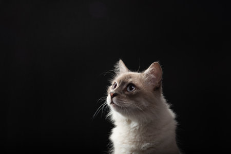 Portrait of beautiful white cat with blue eyes looking to the side. Serious pet. Isolated on black background. Cute domestic animal.の写真素材