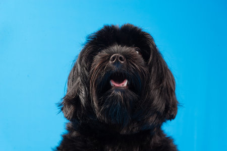 Close-up portrait of a small black furry dog ââlooking up. Isolated on blue background. Studio photo. Cute domestic animal.の写真素材
