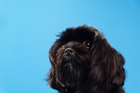 Close-up portrait of a small black furry dog ââlooking to the side. Isolated on blue background. Cute domestic animal.の写真素材