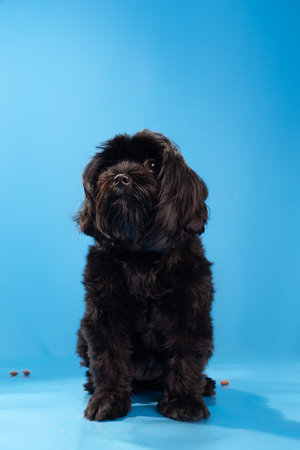 Studio shot of a small black furry dog ââsitting looking up. Isolated on blue background. Cute domestic animal.の写真素材