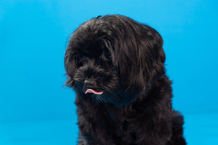 Close-up portrait of a small black furry dog ââwith its tongue out. Isolated on blue background. Cute domestic animal.の写真素材