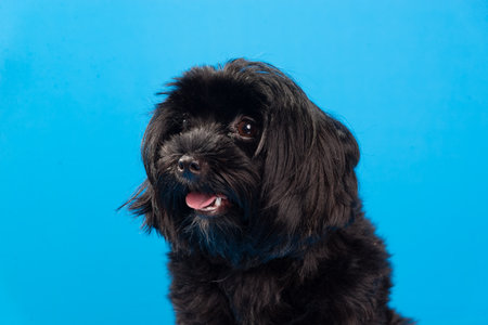 Close-up portrait of a small black furry dog ââlooking to the side. Isolated on blue background. Cute domestic animal.の写真素材