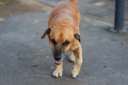 A stray dog ââwalking in the morning sun. Stray animal looking for food. Brazilの写真素材