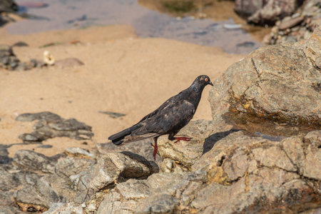 A black pigeon walking on the rocks of a beach. Wild animals in search of food. Brazilの写真素材