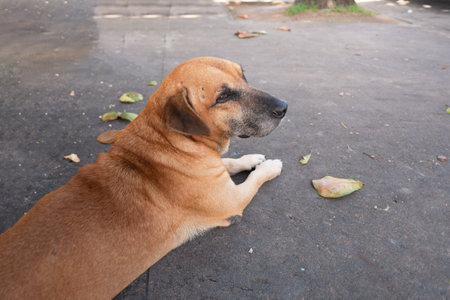 A stray dog lying on the ground of a street during the morning sun. Stray animal resting.の写真素材